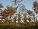 Terreno Boschivo Todi
