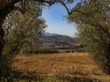 Terreno Agricolo