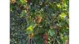 Caratteristica Casa di Campagna ristrutturata con 9 ha di Terreno
