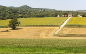 12107042 - typical farm in umbria (italy) at summer near todi