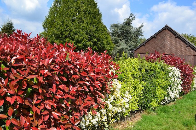 Le siepi per delimitare le aree del giardino di casa